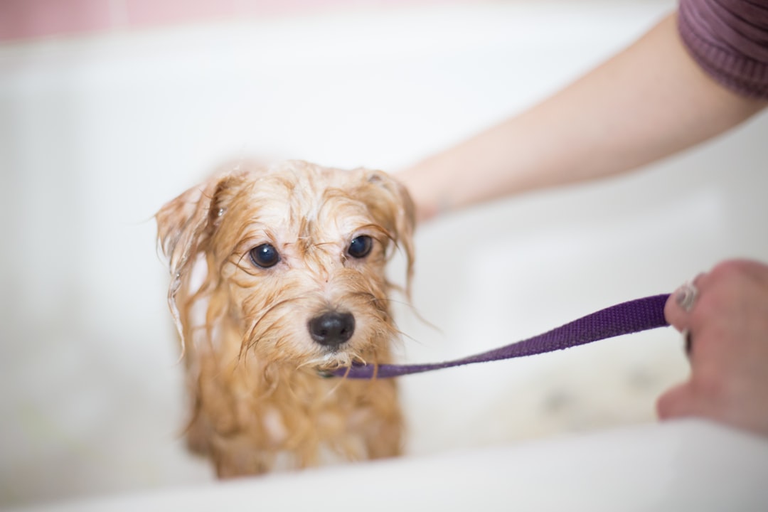  brown long coated small dog washing machine