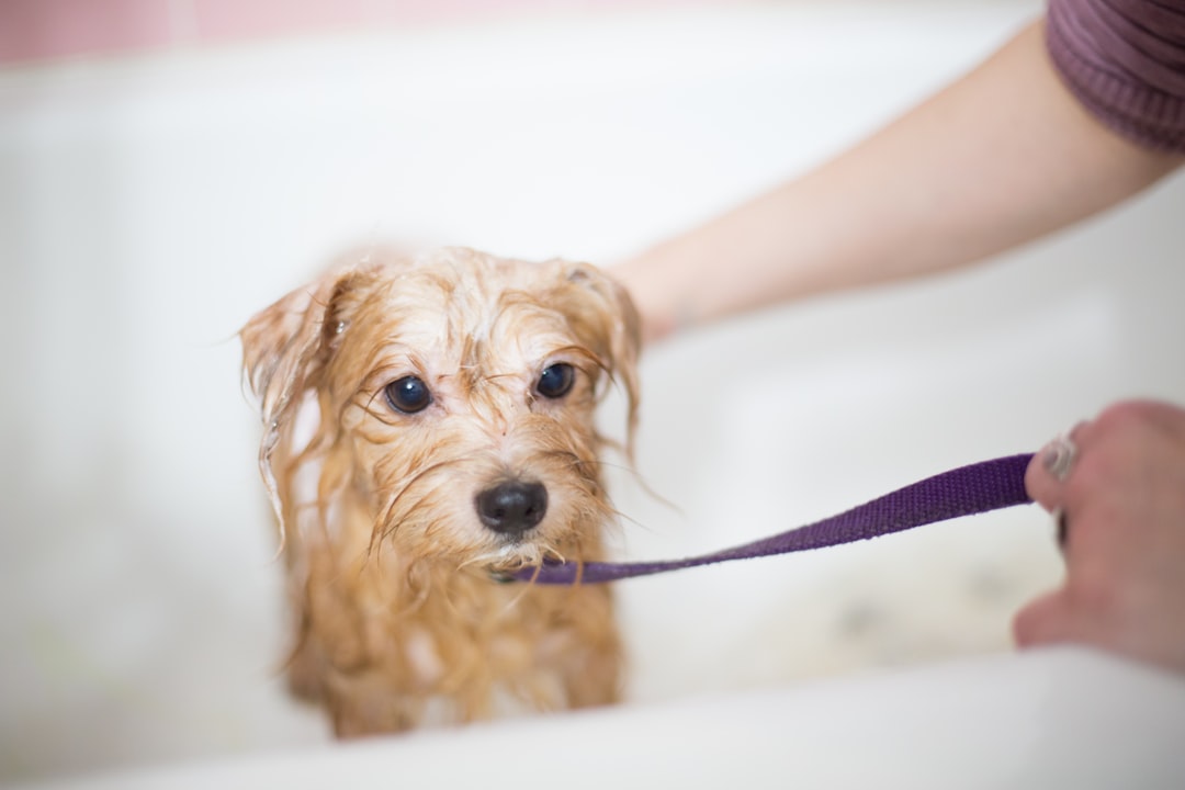 Grooming Tips: Overcoming Dog Bath Time Anxiety and Resistance