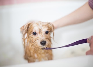 brown long coated small dog