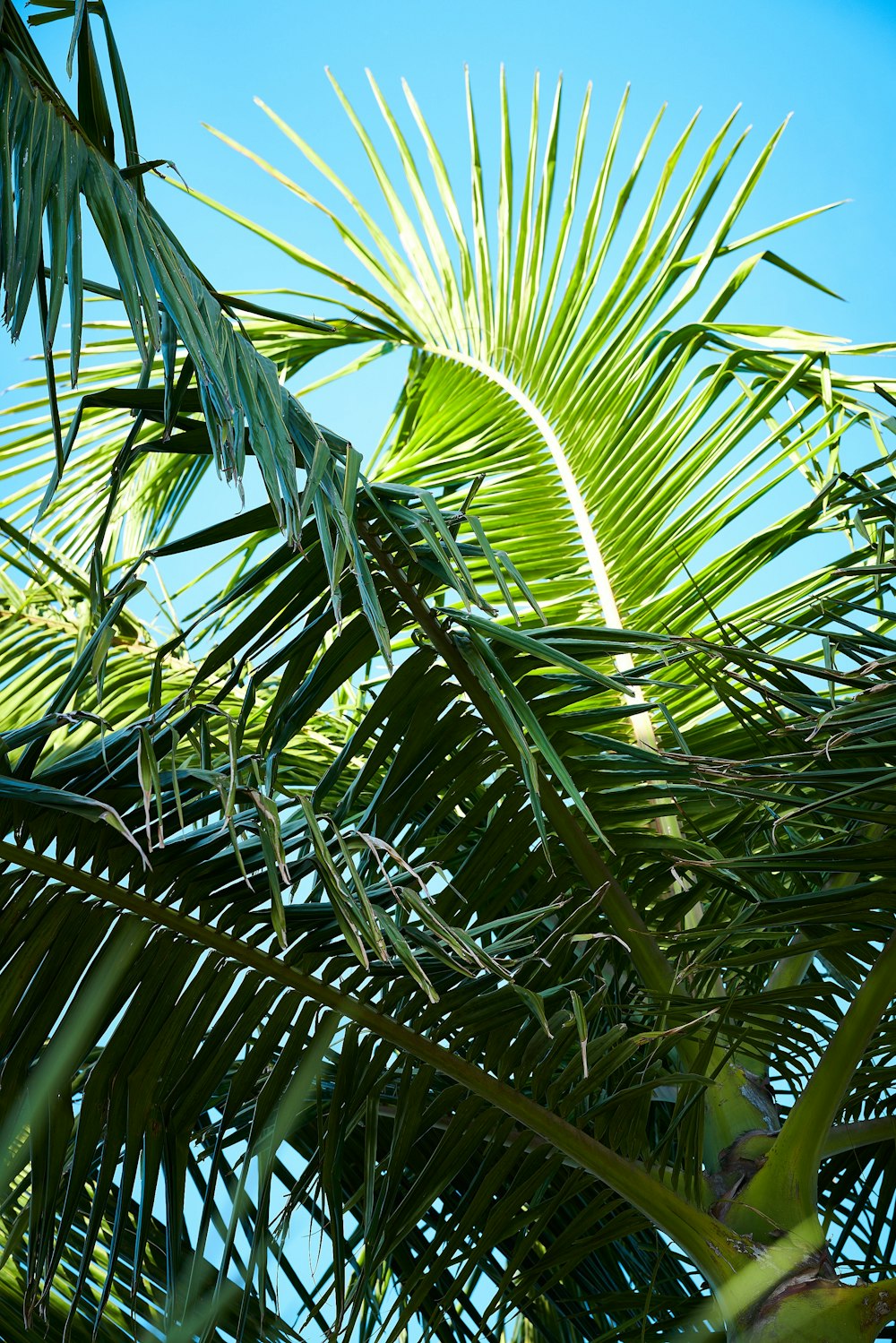 green palm tree under blue sky during daytime