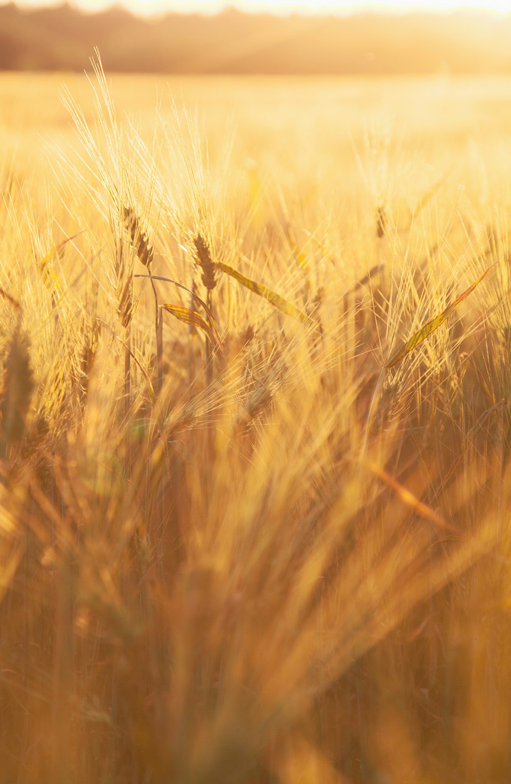 brown wheat field during daytime