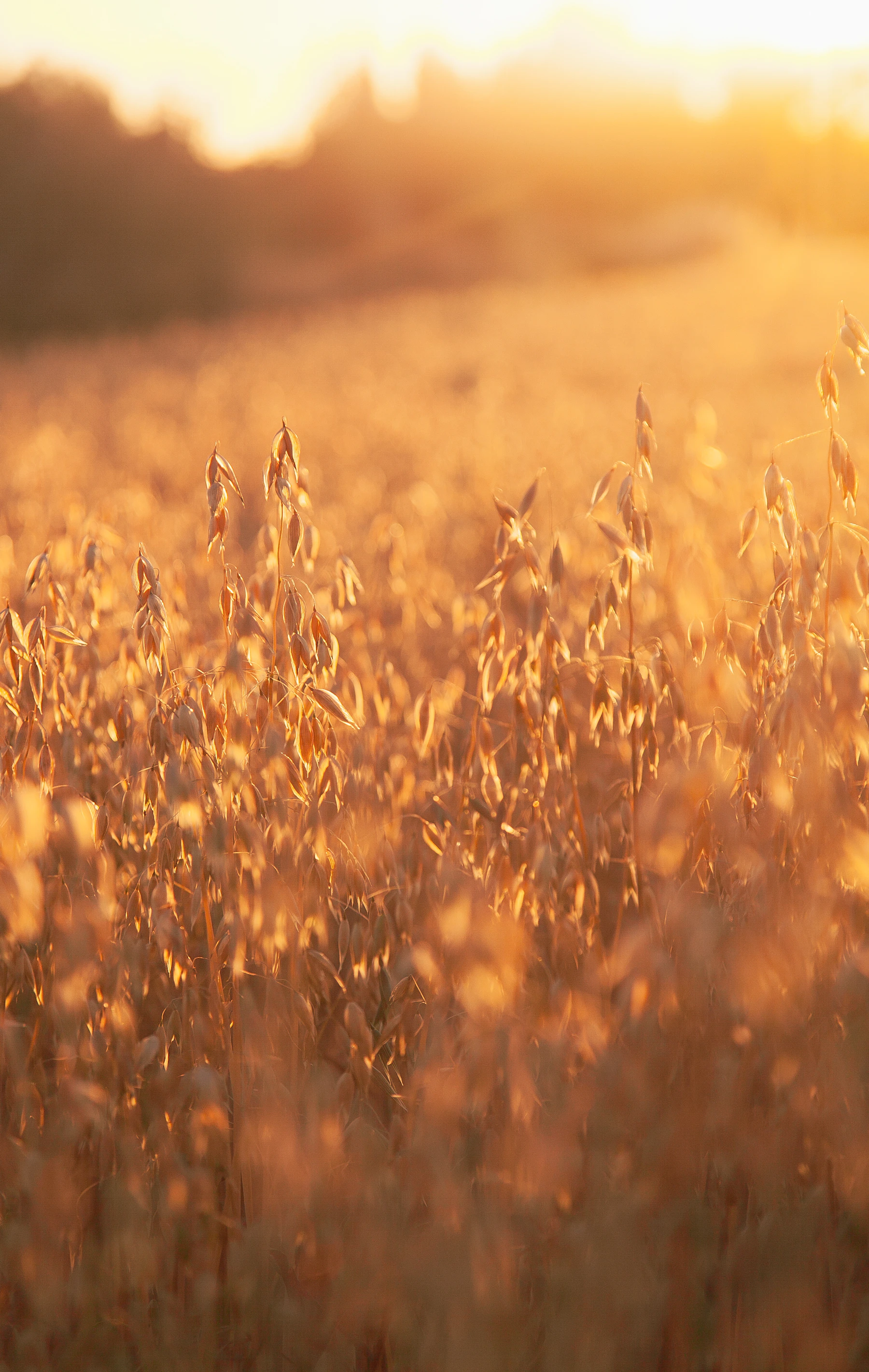 A quiet field at first light