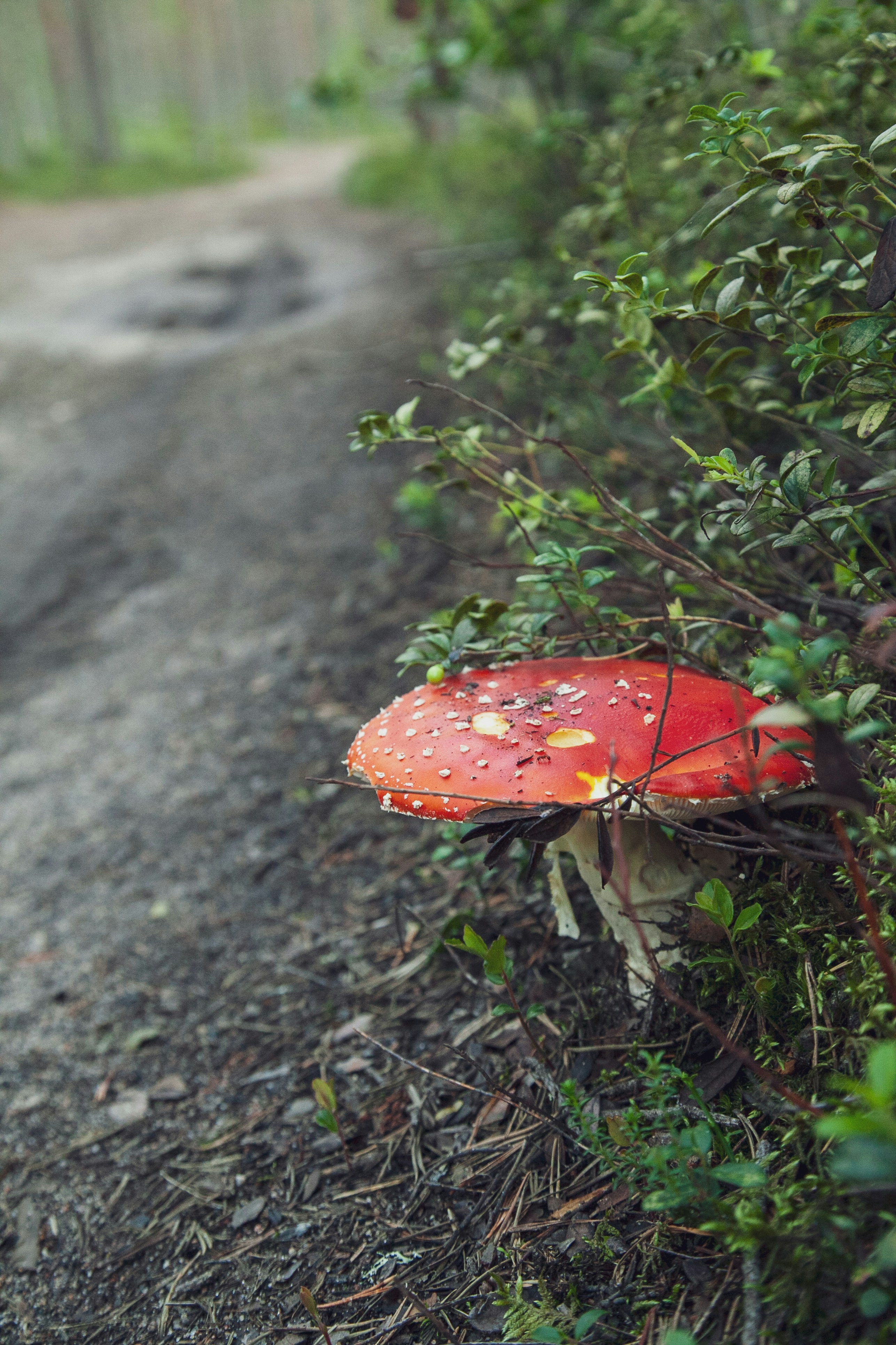 roter und weißer Pilz auf grauem Betonboden