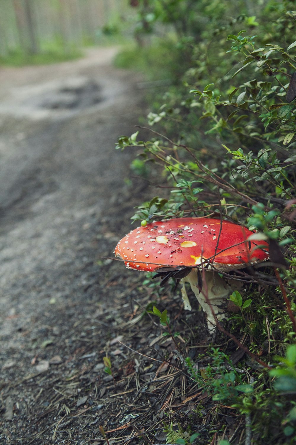 red and white mushroom on gray concrete floor