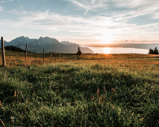 green grass field near mountain during daytime in Corbeyrier Switzerland