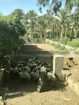 A local Yemeni farmer carefully preparing a sheep for Qurbani in a sunlit village setting.