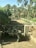 A person in traditional clothing is herding a flock of sheep in a sunny, enclosed area surrounded by palm trees. The ground is sandy, and the enclosure is made of brick walls.