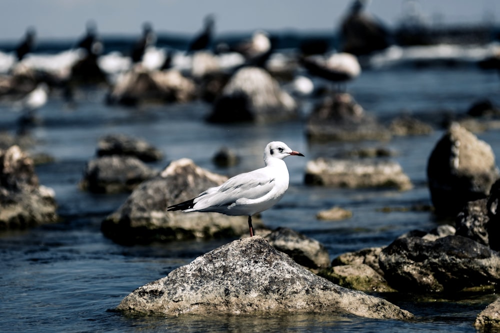 white and gray bird on brown rock near body of water during daytime