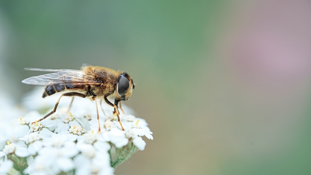 black and yellow bee on white flower