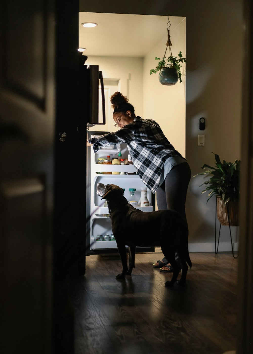 man in black and white plaid button up shirt standing beside black short coat large dog