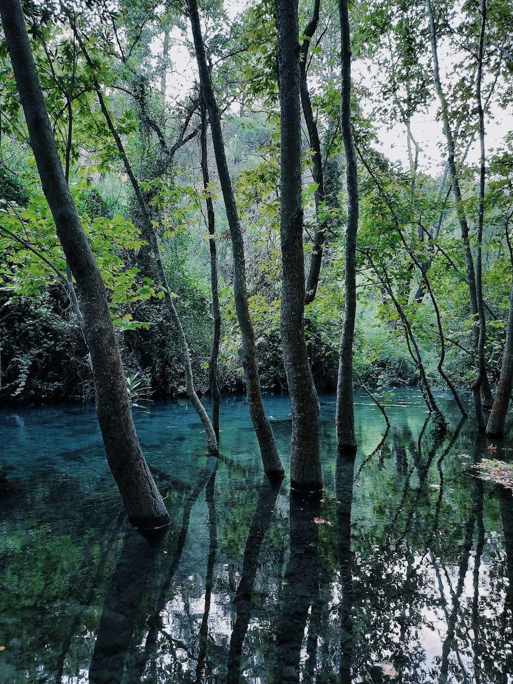 arbres verts sur le plan d’eau pendant la journée