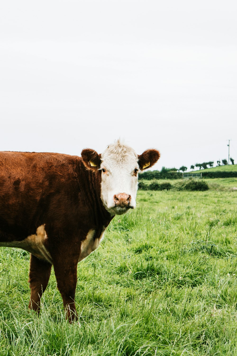 brown and white cow on green grass field during daytime