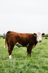 brown and white cow on green grass field during daytime