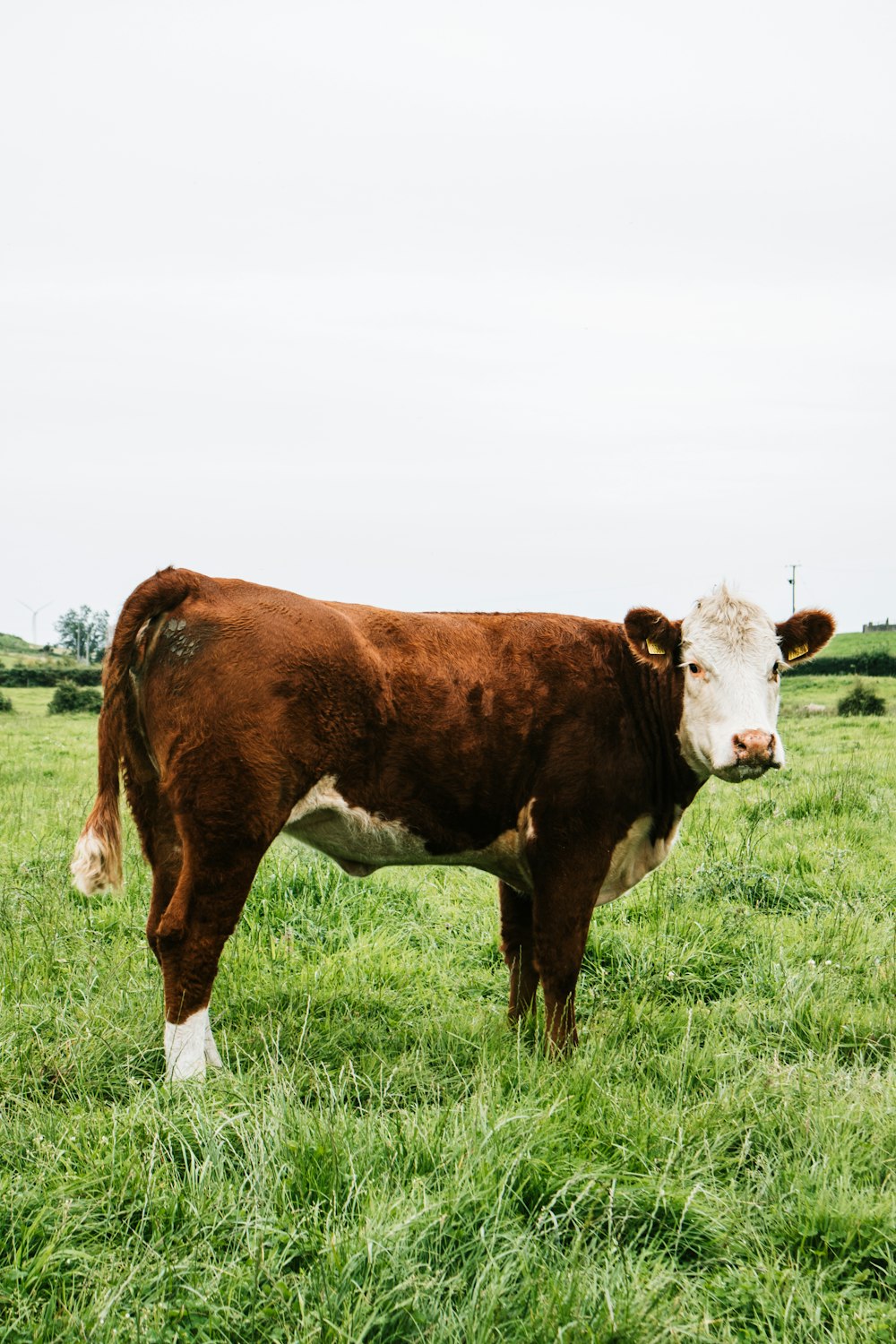 brown and white cow on green grass field during daytime