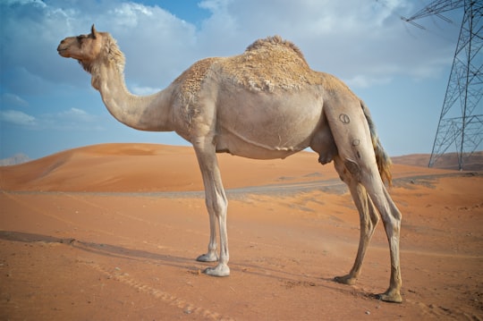 brown camel on brown sand during daytime in Sharjah - United Arab Emirates United Arab Emirates