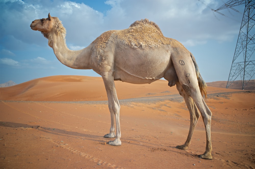 brown camel on brown sand during daytime