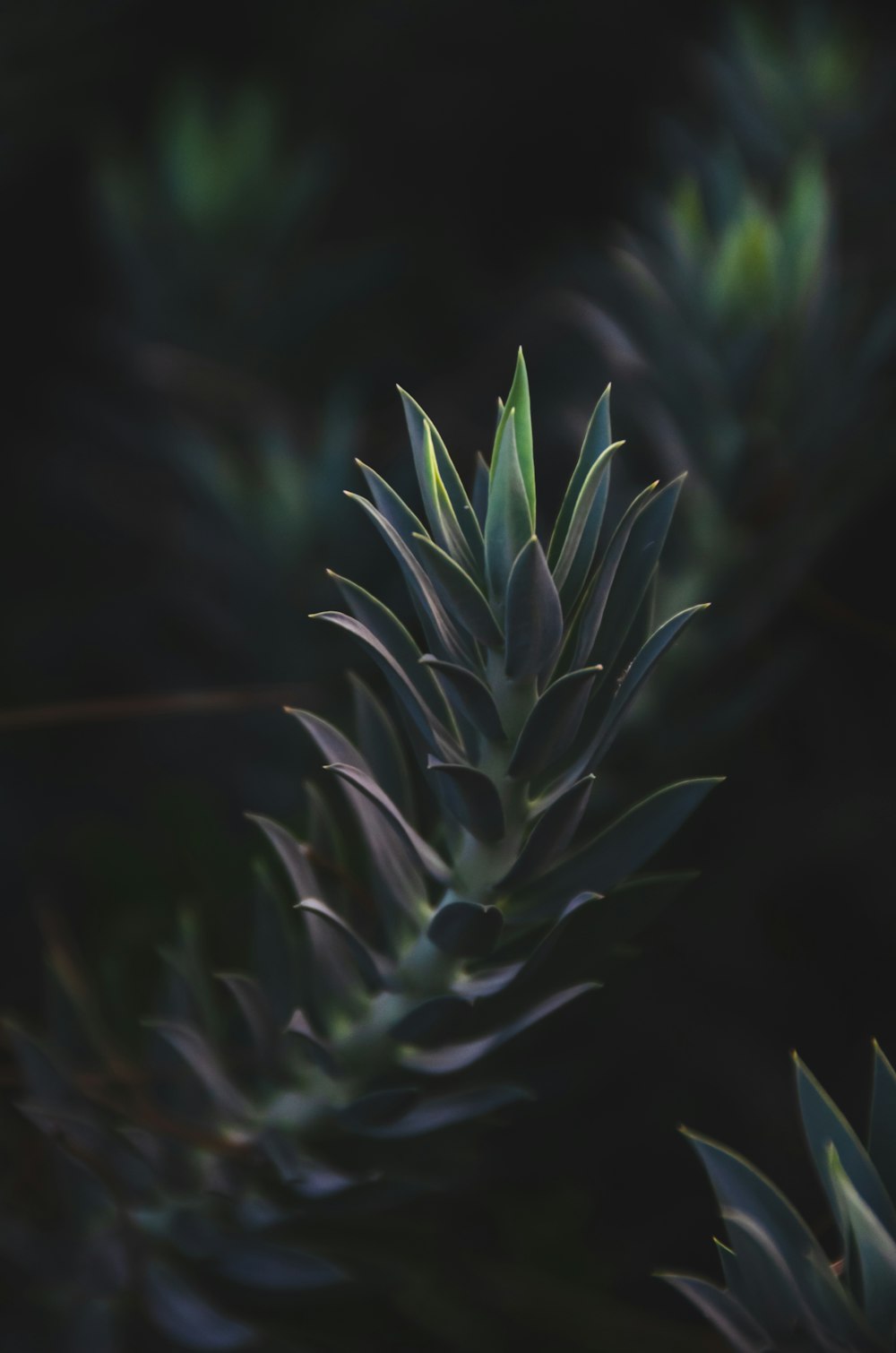 green plant in close up photography