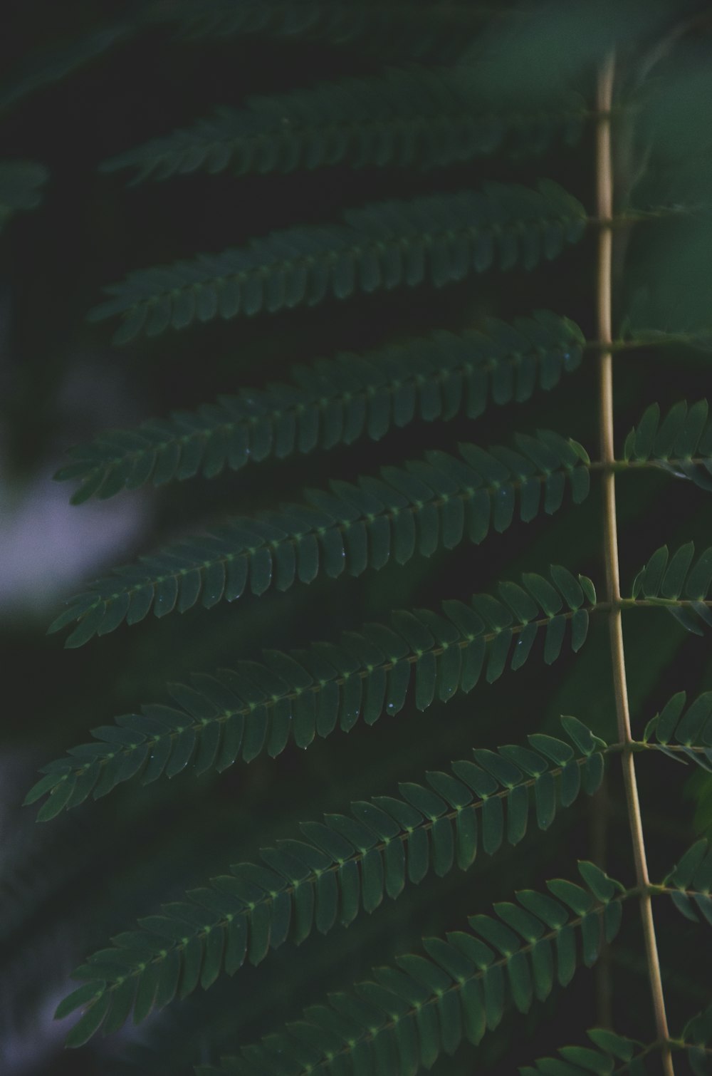 green fern plant in close up photography