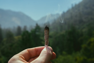 Photograph of a stylish cannabis joint being held by a hand against a natural outdoor background.