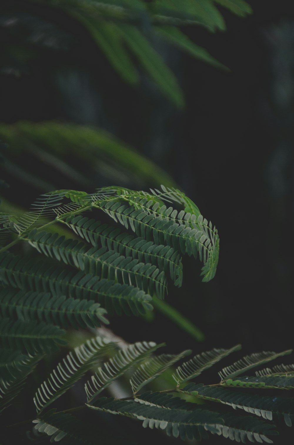 green fern plant in close up photography