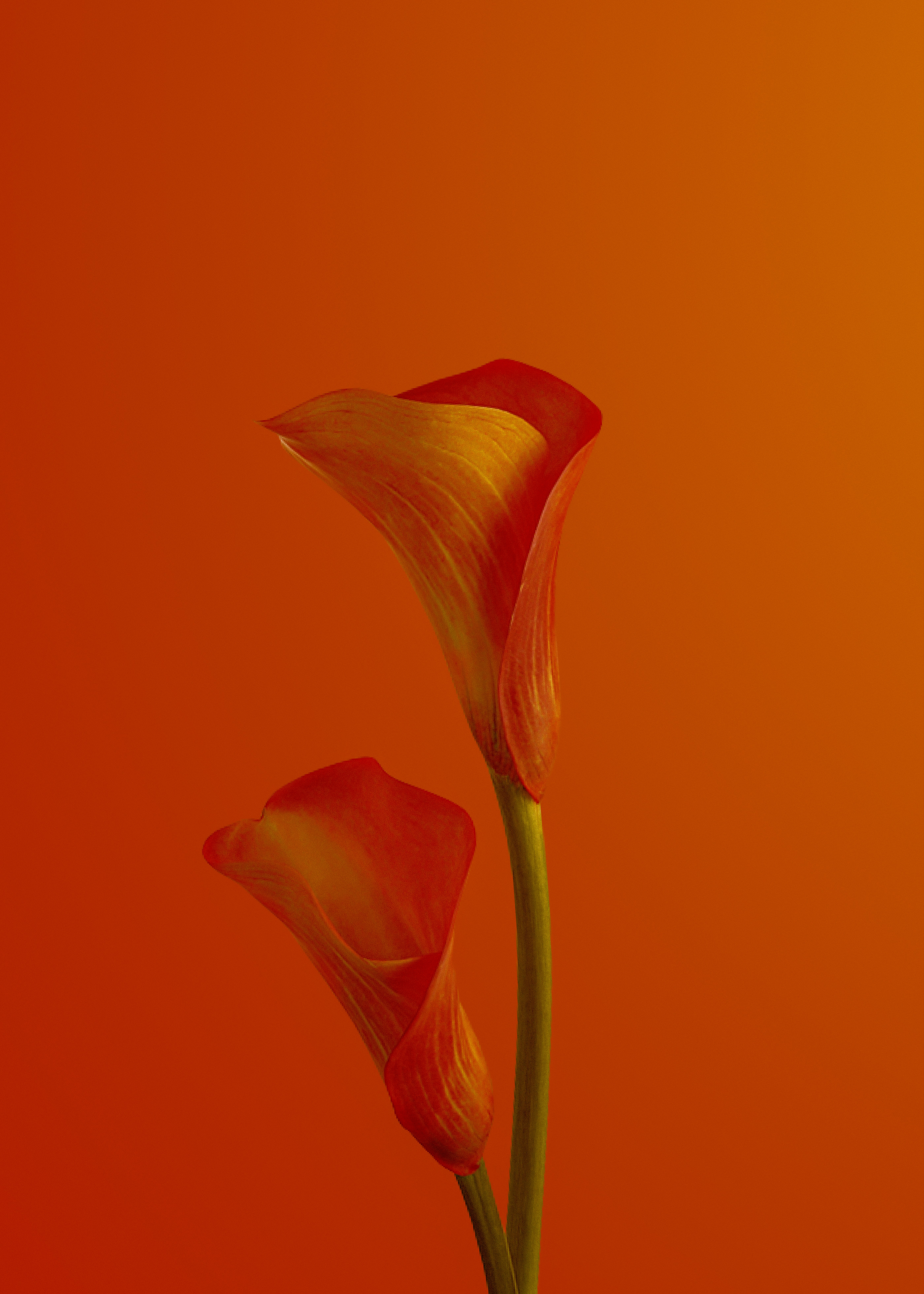orange tulip in close up photography