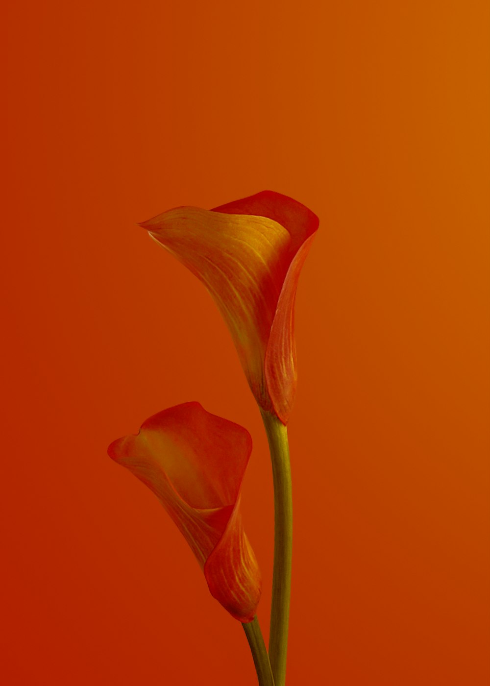 orange tulip in close up photography