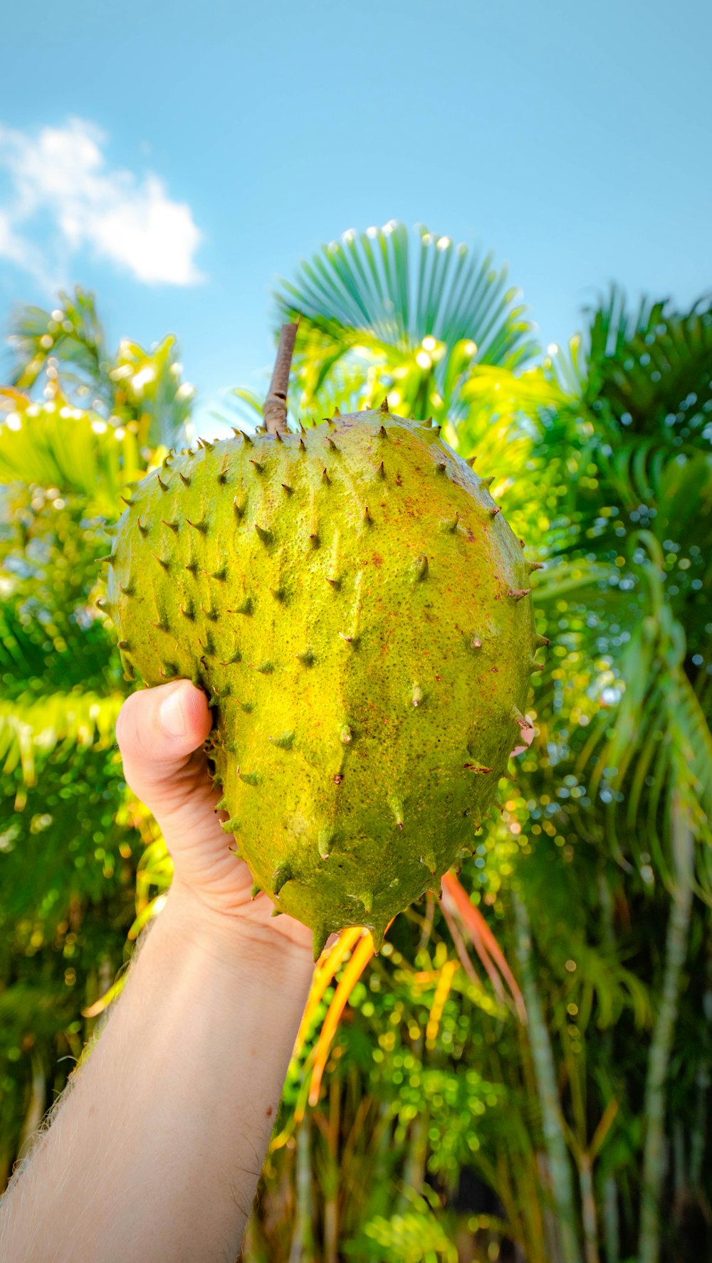 person holding green round fruit