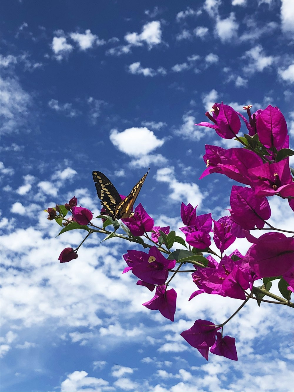red and yellow butterfly on red flower under blue sky during daytime