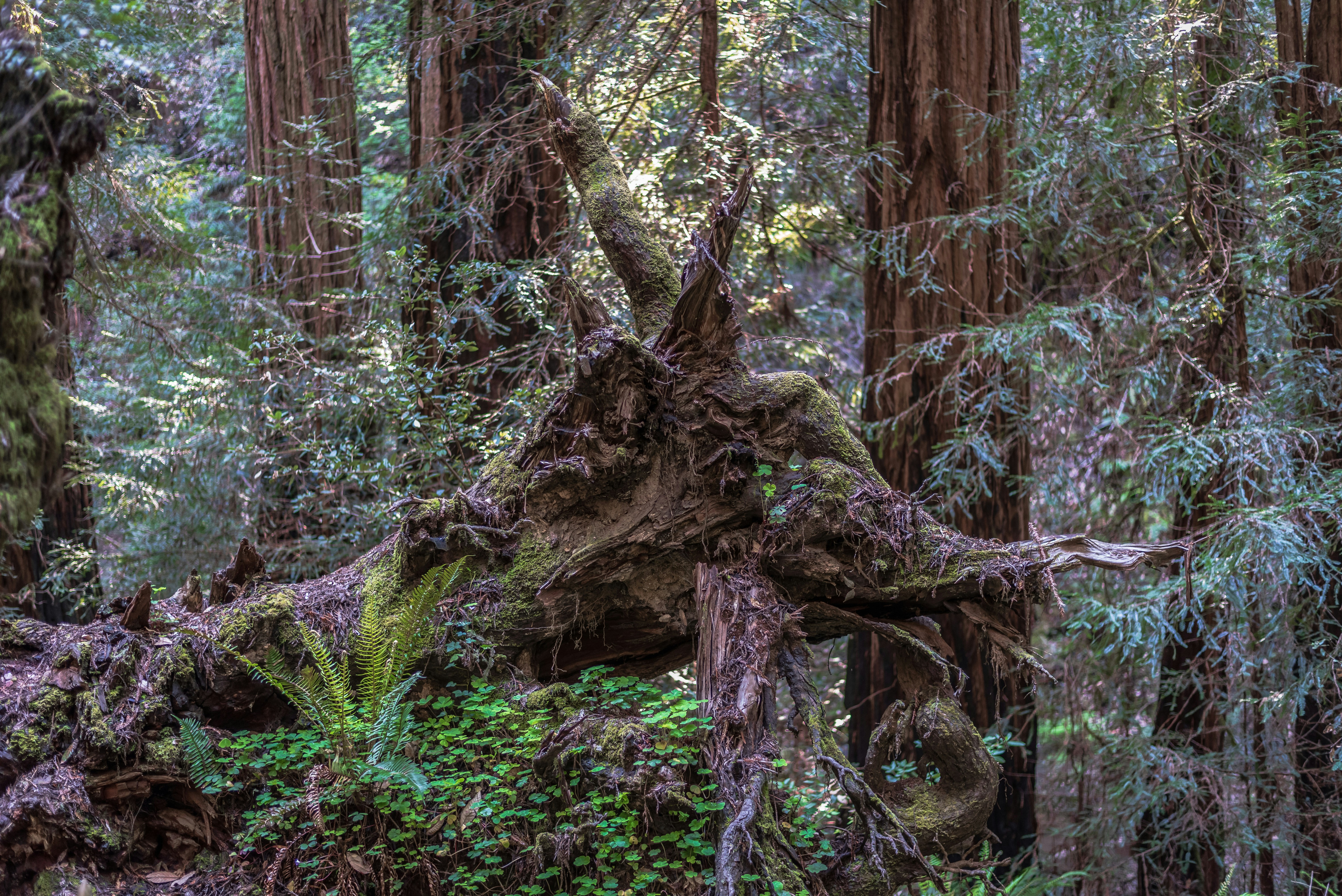 Photo by framesforyourheart