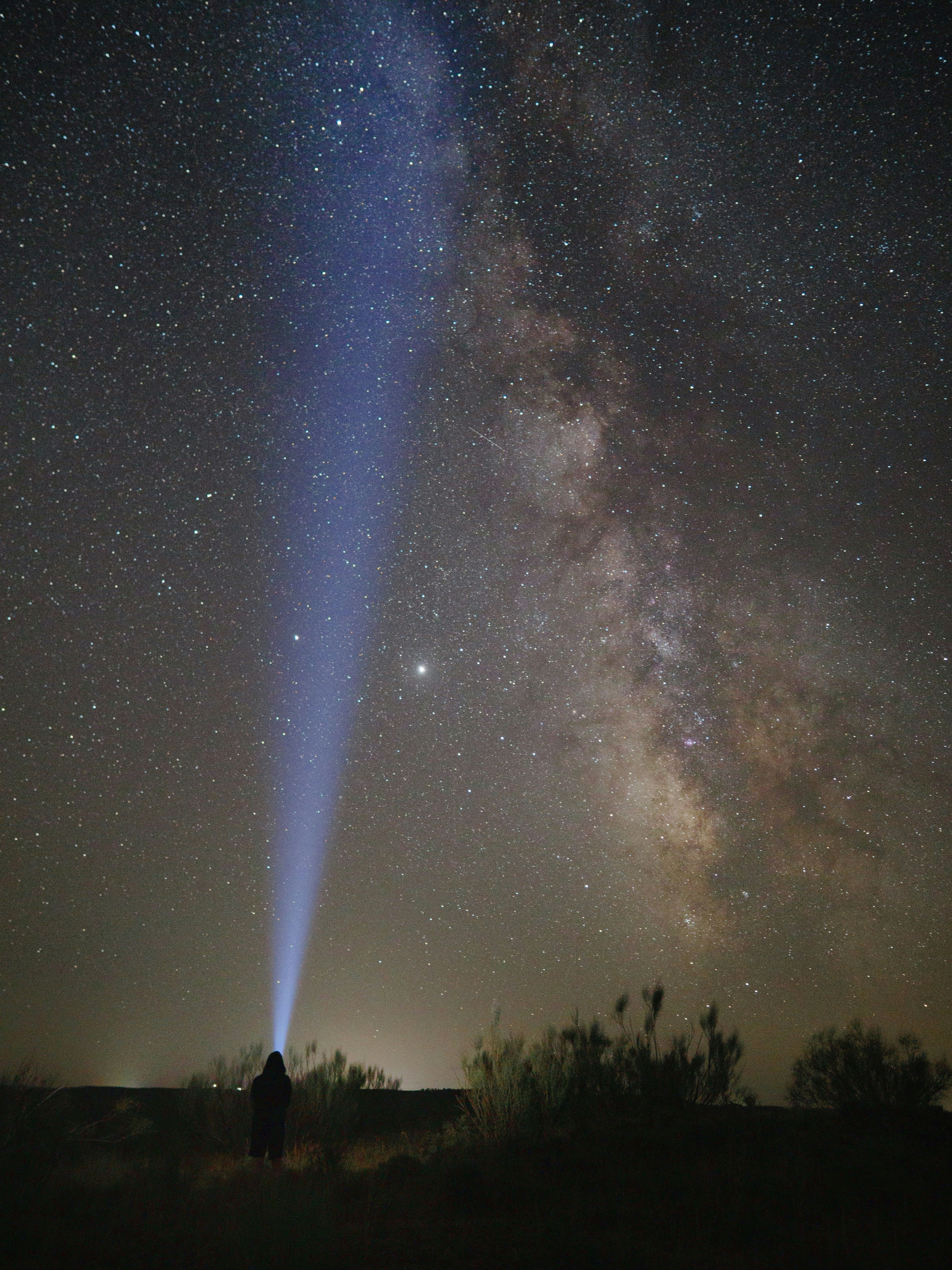 silueta de árboles bajo la noche estrellada