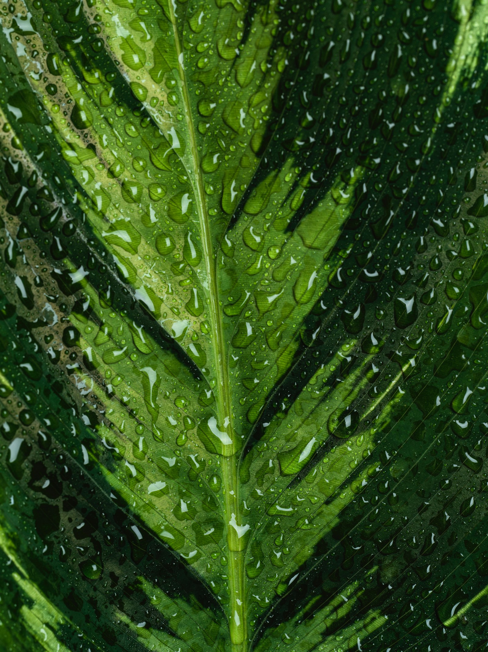 Hasselblad X1D II 50C sample photo. Water droplets on green photography