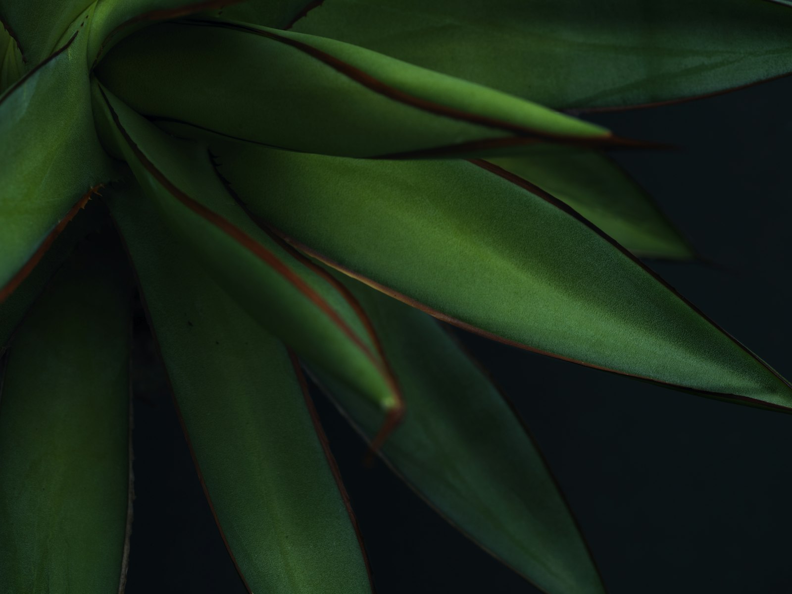 Hasselblad XCD 120mm F3.5 Macro sample photo. Green and black plant photography