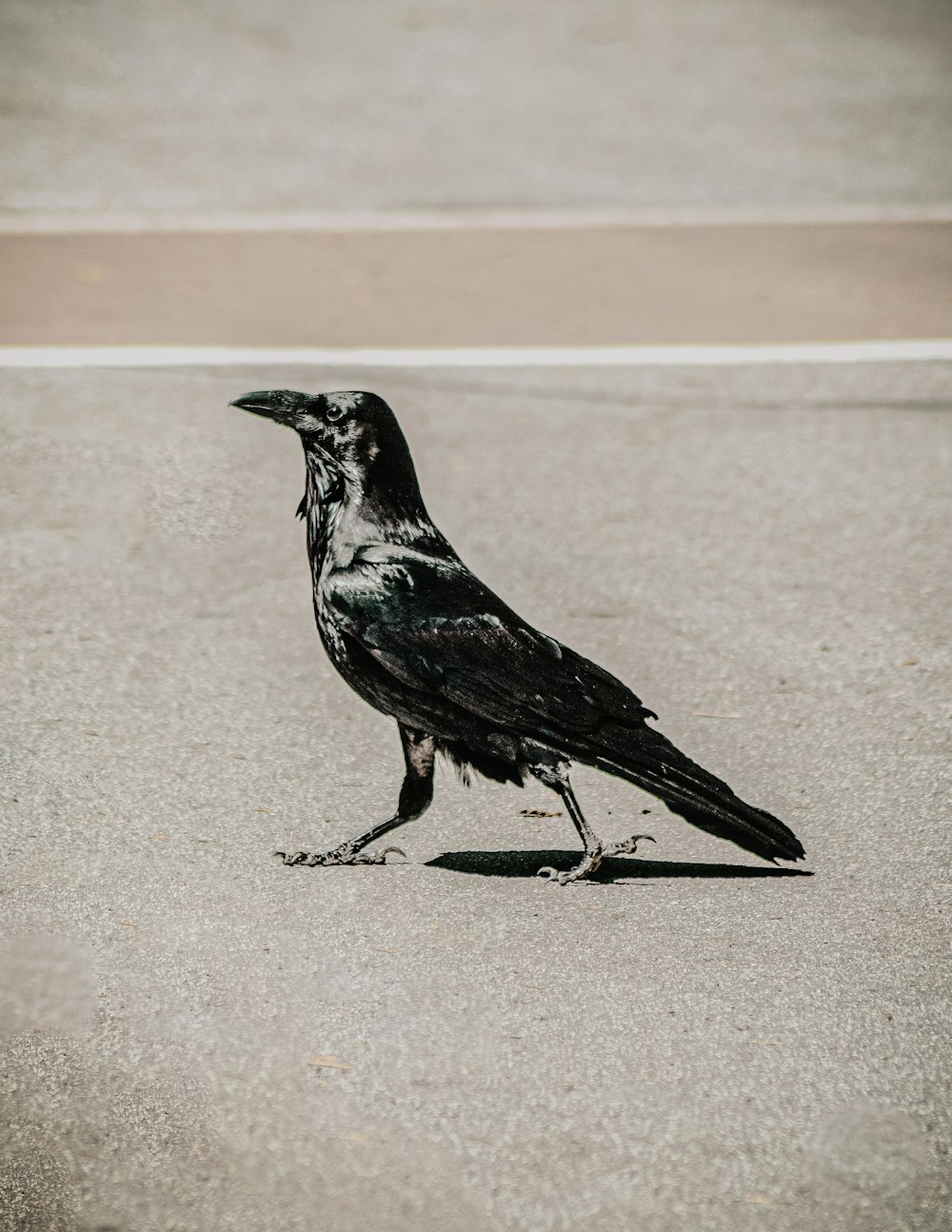 black and white bird on gray concrete floor during daytime