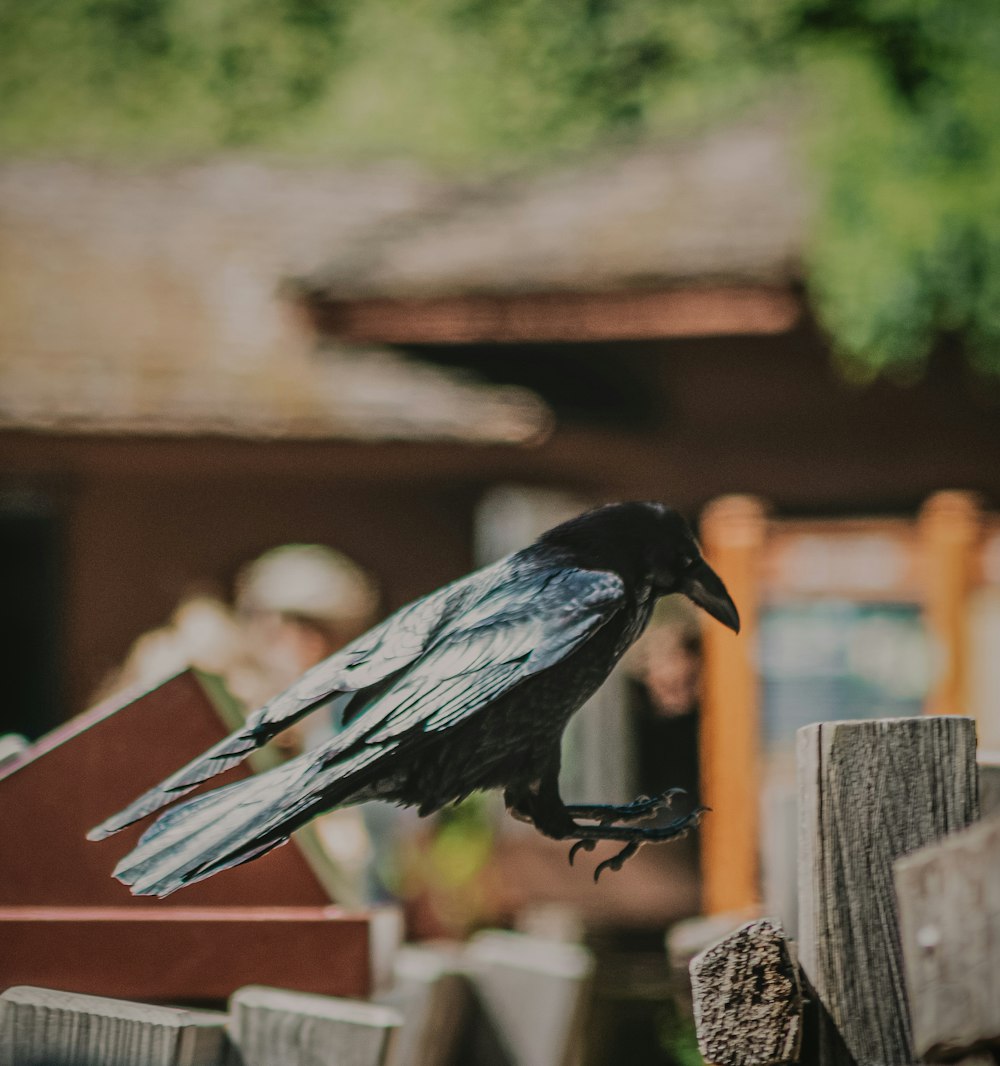 Blue and white bird on brown wooden fence during daytime photo – Free  Flying craw landing on a wood fence Image on Unsplash