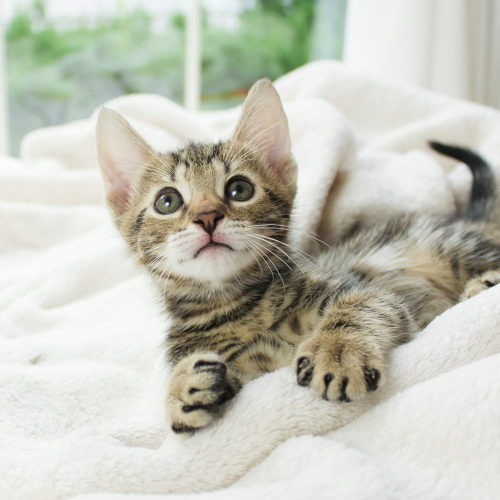 brown tabby kitten on white textile