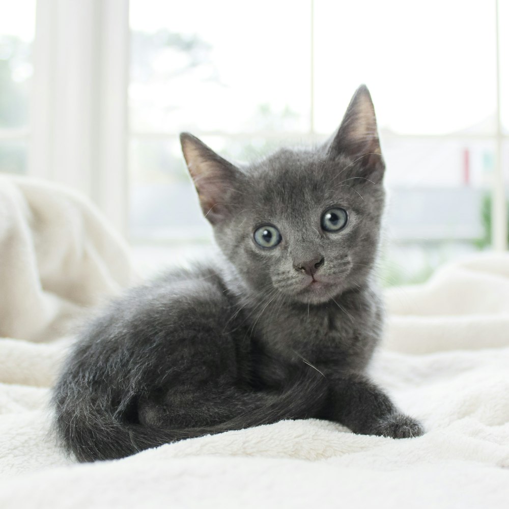 russian blue cat lying on white textile