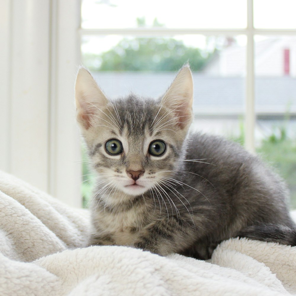 silver tabby kitten on white textile