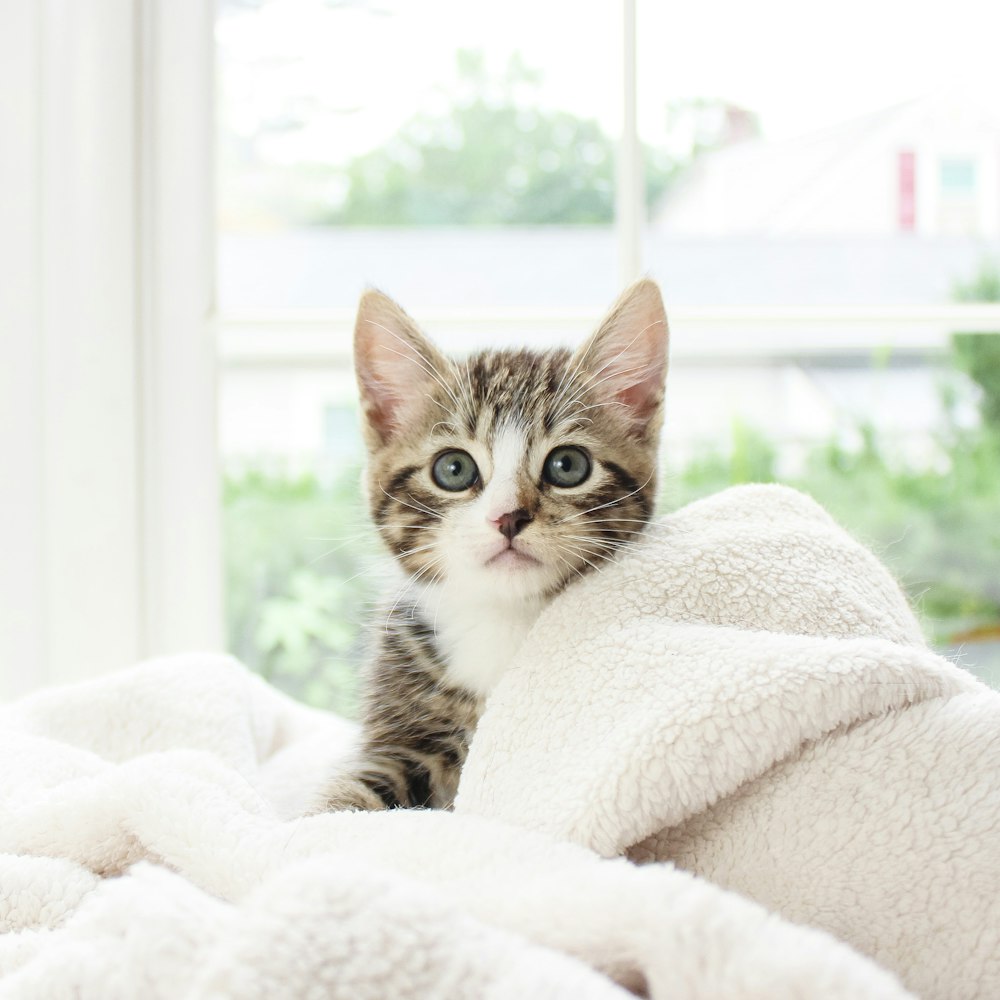 brown tabby kitten on white textile