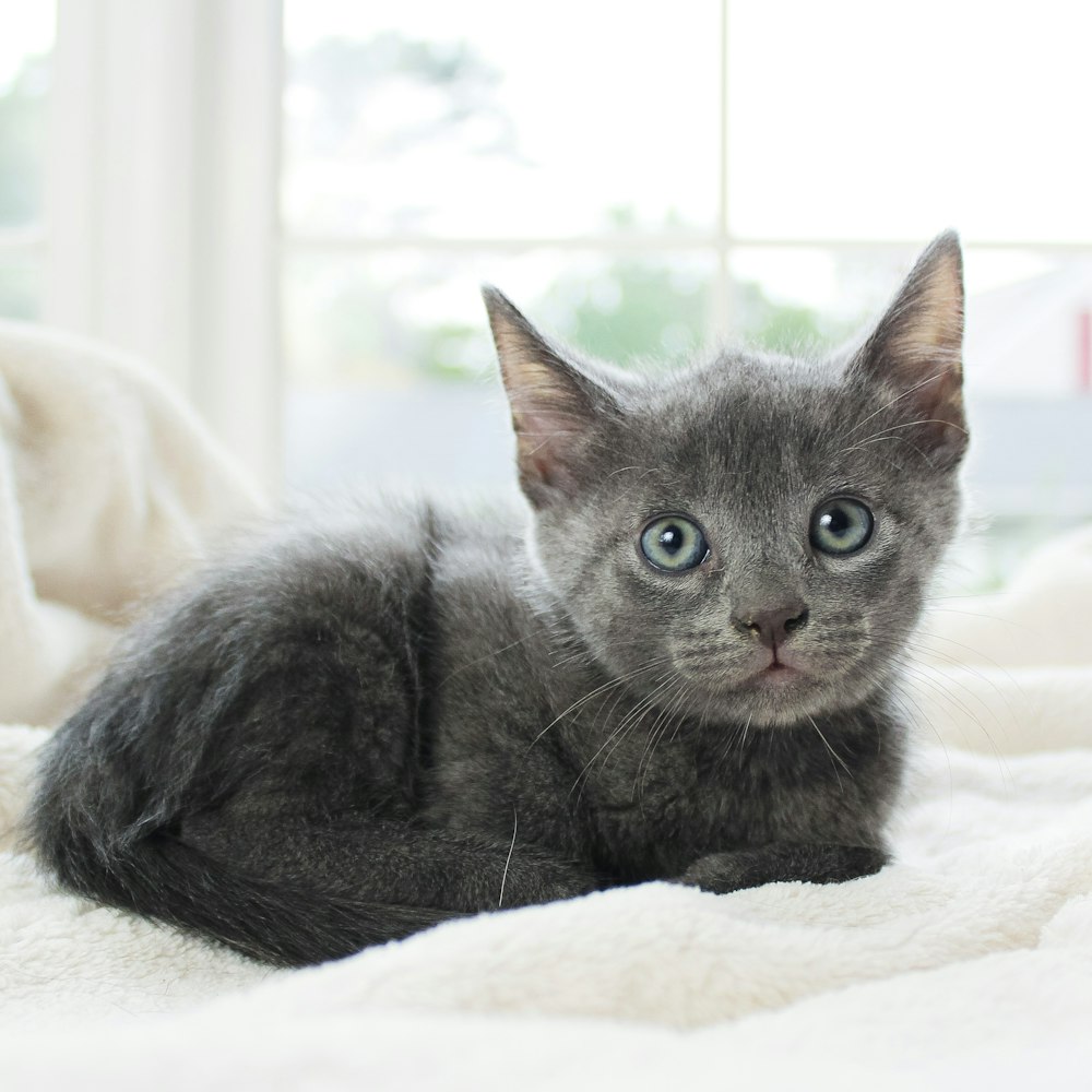 russian blue cat on white textile
