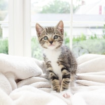 A small, adorable kitten with tabby fur and bright eyes sits on a soft, cream-colored blanket. Large windows in the background let in natural light, providing a bright and cozy atmosphere. Greenery and outside structures are visible through the window, adding a serene backdrop.