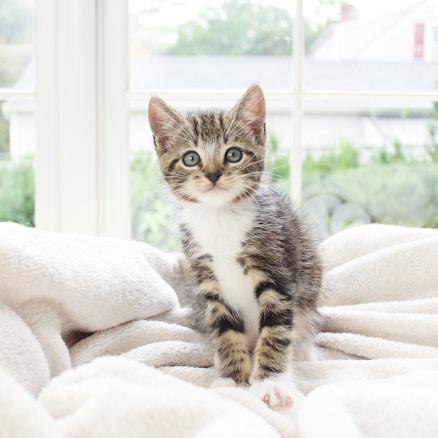 A small, adorable kitten with tabby fur and bright eyes sits on a soft, cream-colored blanket. Large windows in the background let in natural light, providing a bright and cozy atmosphere. Greenery and outside structures are visible through the window, adding a serene backdrop.