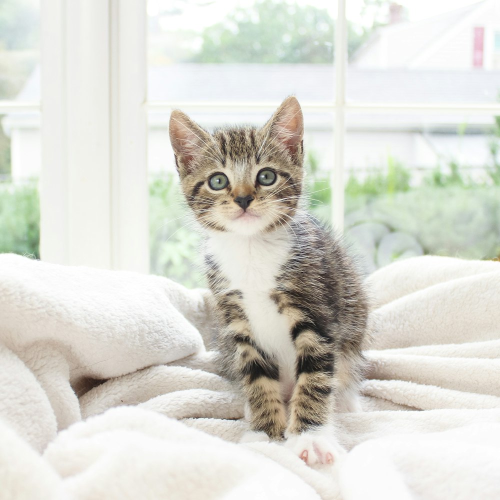 brown tabby cat on white textile