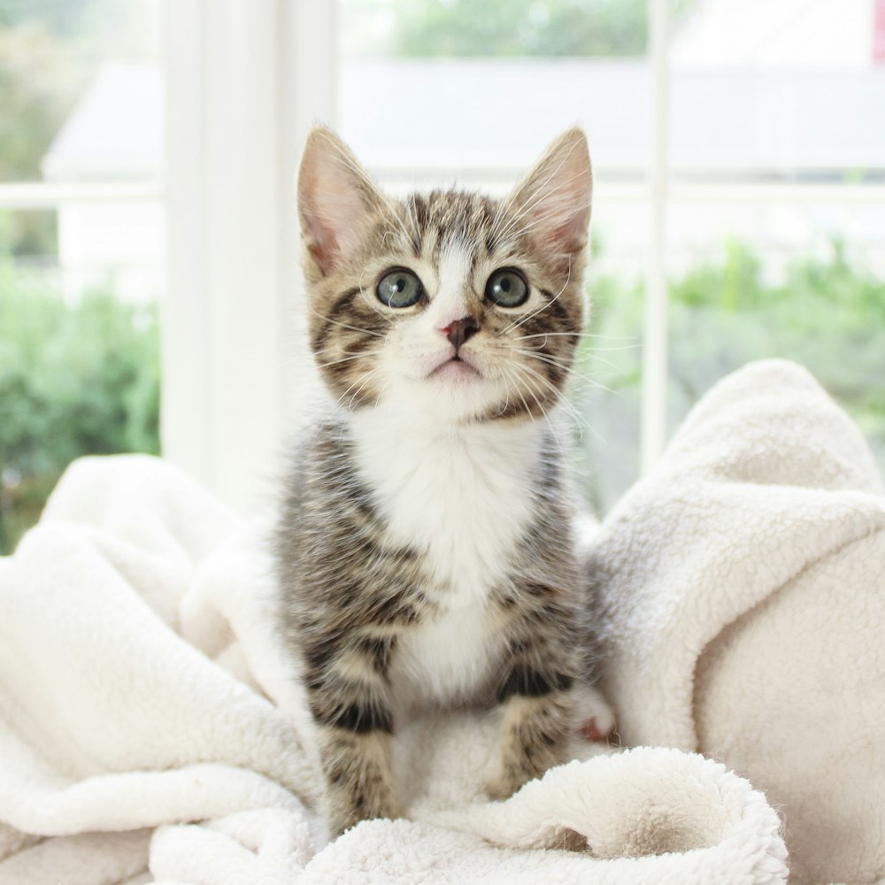 white and black kitten on white textile