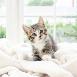 A British Shorthair kitten with round amber eyes sitting on a cozy blanket.