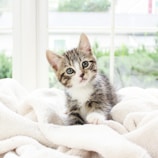 A tiny kitten nestled in a glittery blanket, eyes wide with wonder.
