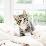 A joyful kitten wrapped in a soft, colorful scarf, sitting by a window with sunlight streaming in.