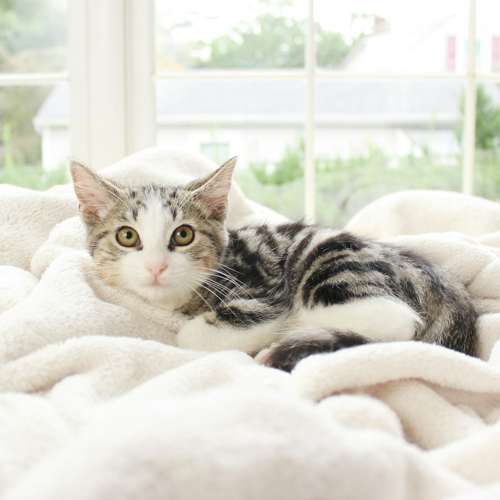 silver tabby cat on white textile