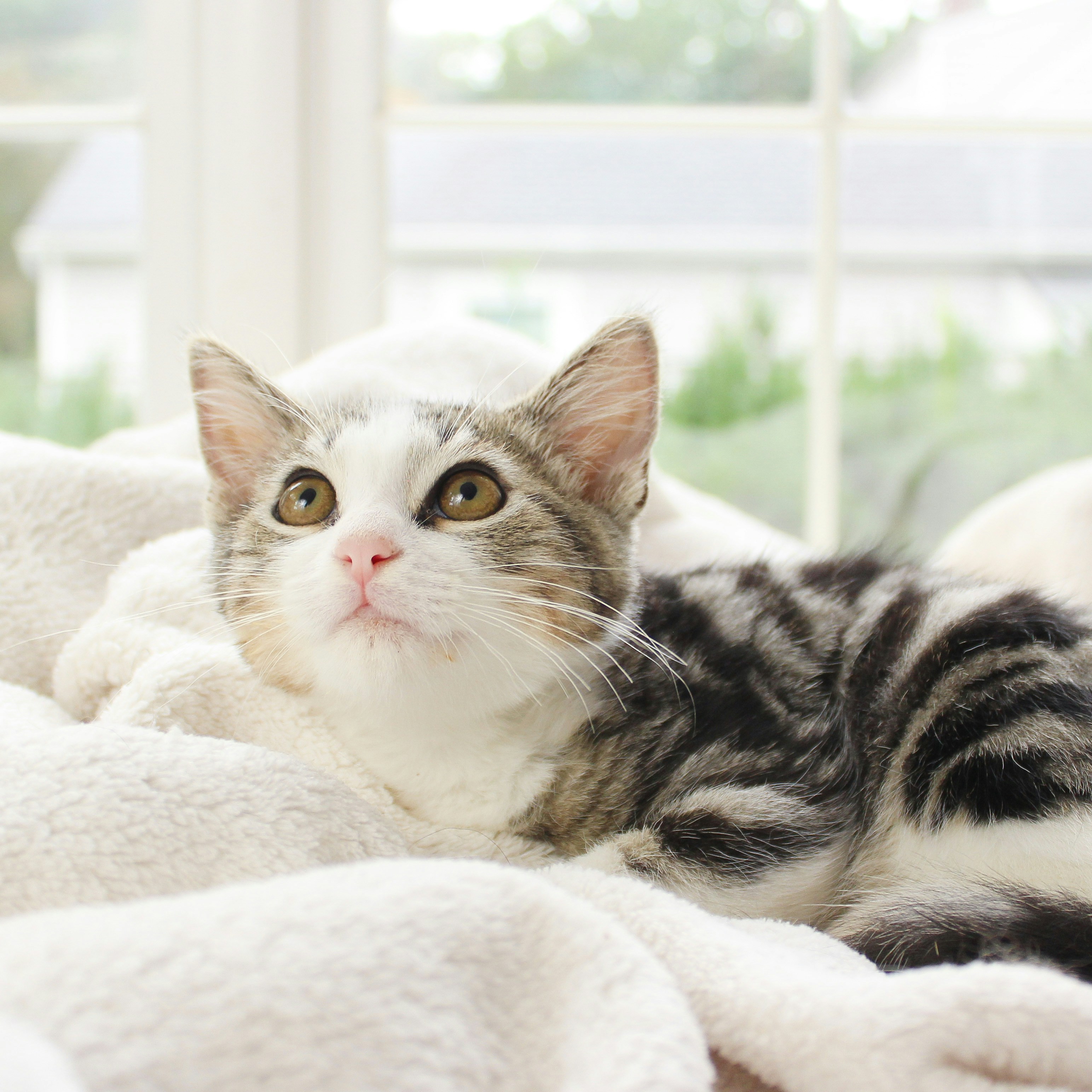 Photo by theluckyneko