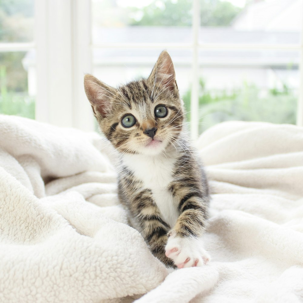 brown tabby kitten on white textile