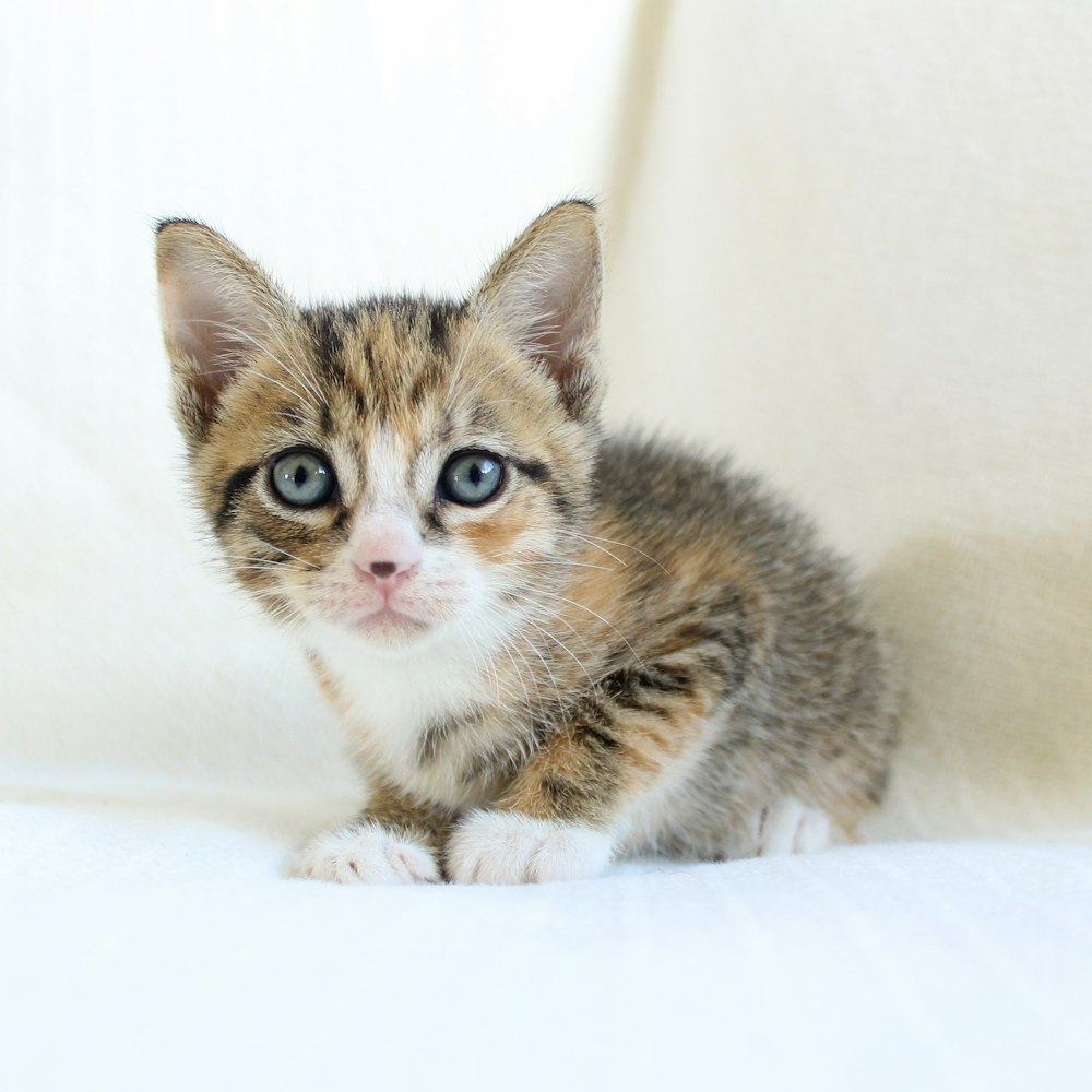 brown tabby kitten on white textile